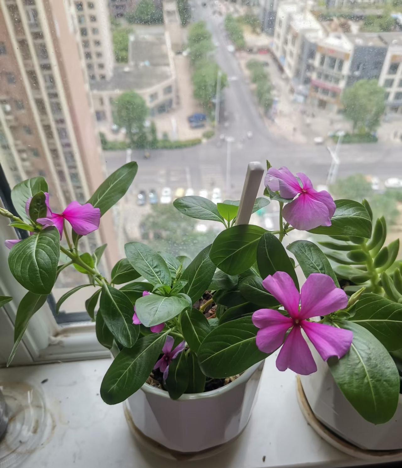 归去来兮
花如诗
草似画
小小窗前美天下