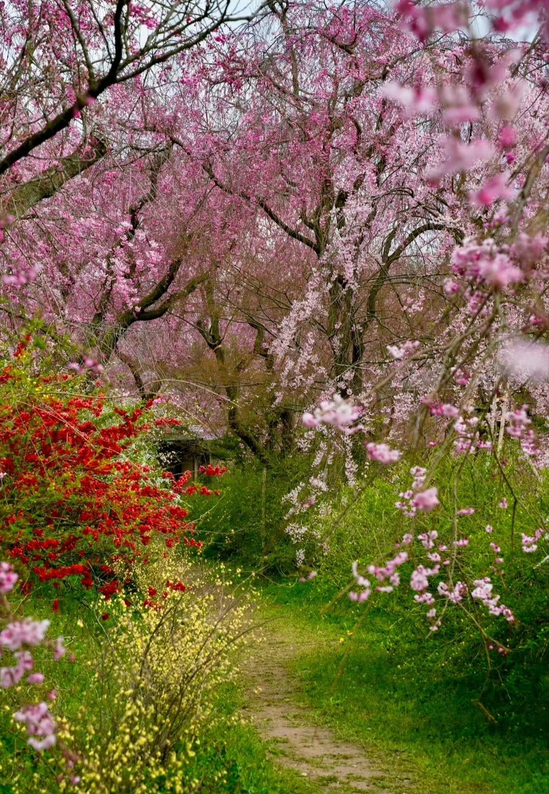 调色盘打翻在四月的春风里，
漫山的粉樱、雪柳与金盏花，揉碎了一整个春天的温柔。