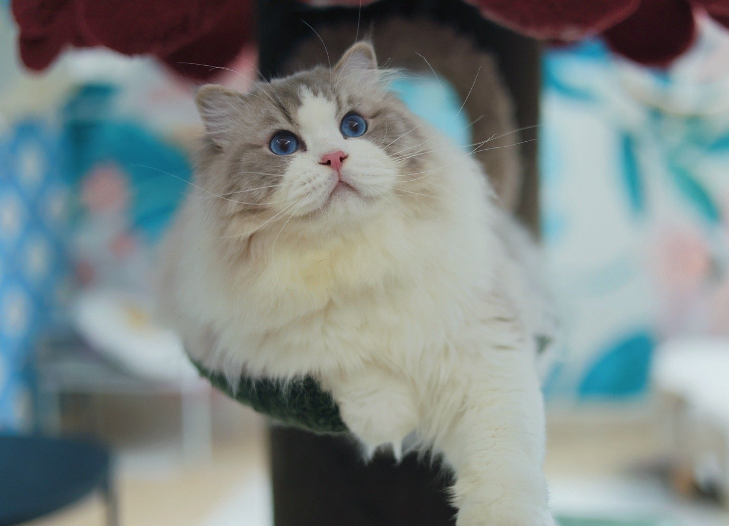 退役猫找家：胖大星，蓝山猫双色公猫，年龄：三岁，体重：22J。退役原因是自从有配
