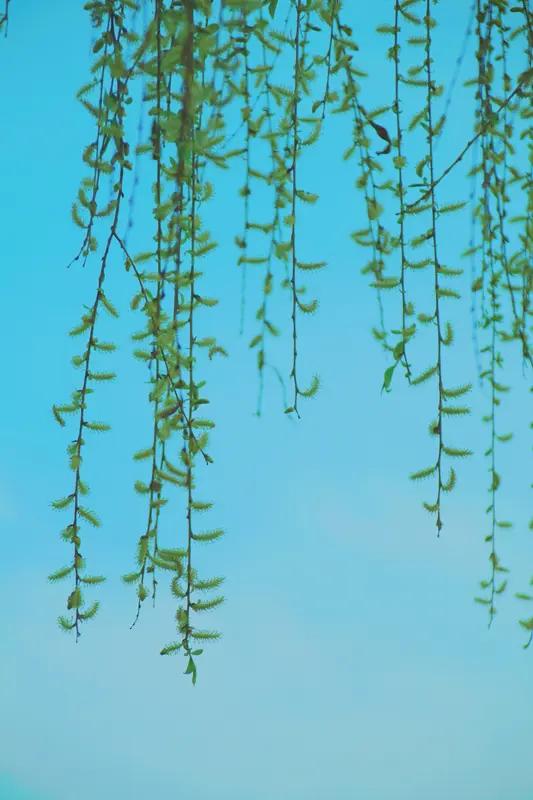 春日咏怀
 
东风送暖入千家，柳眼初舒吐嫩芽。
陌上花开铺锦绣，溪边草长映烟霞。