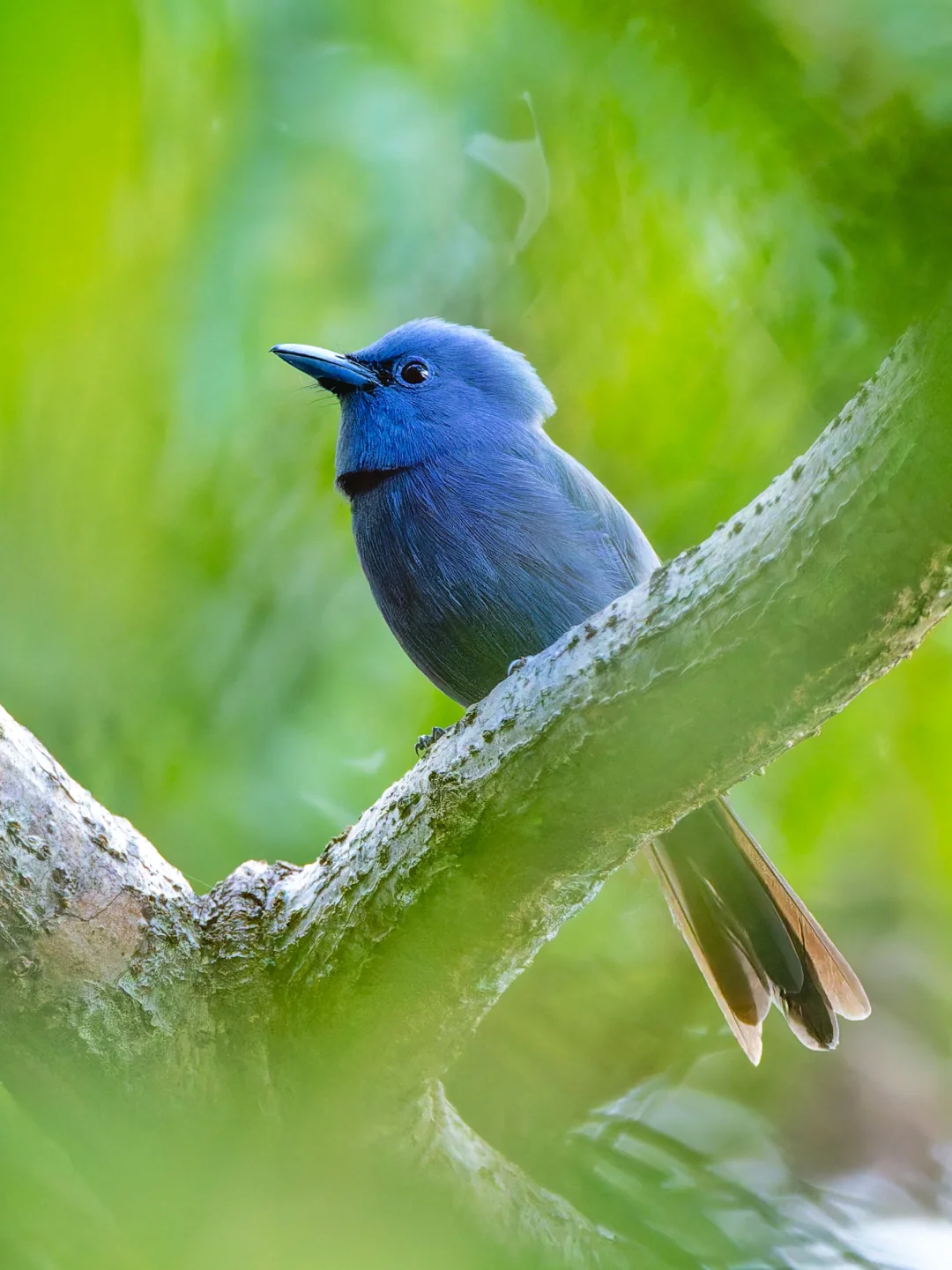 总算艰难拍到寿带鸟的蓝色款：蓝寿带