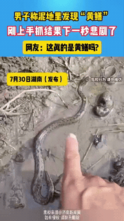 笑岔气了！湖南，男子和同伴去田间散步，无意间在泥地里发现一条“黄鳝”，他想在同伴