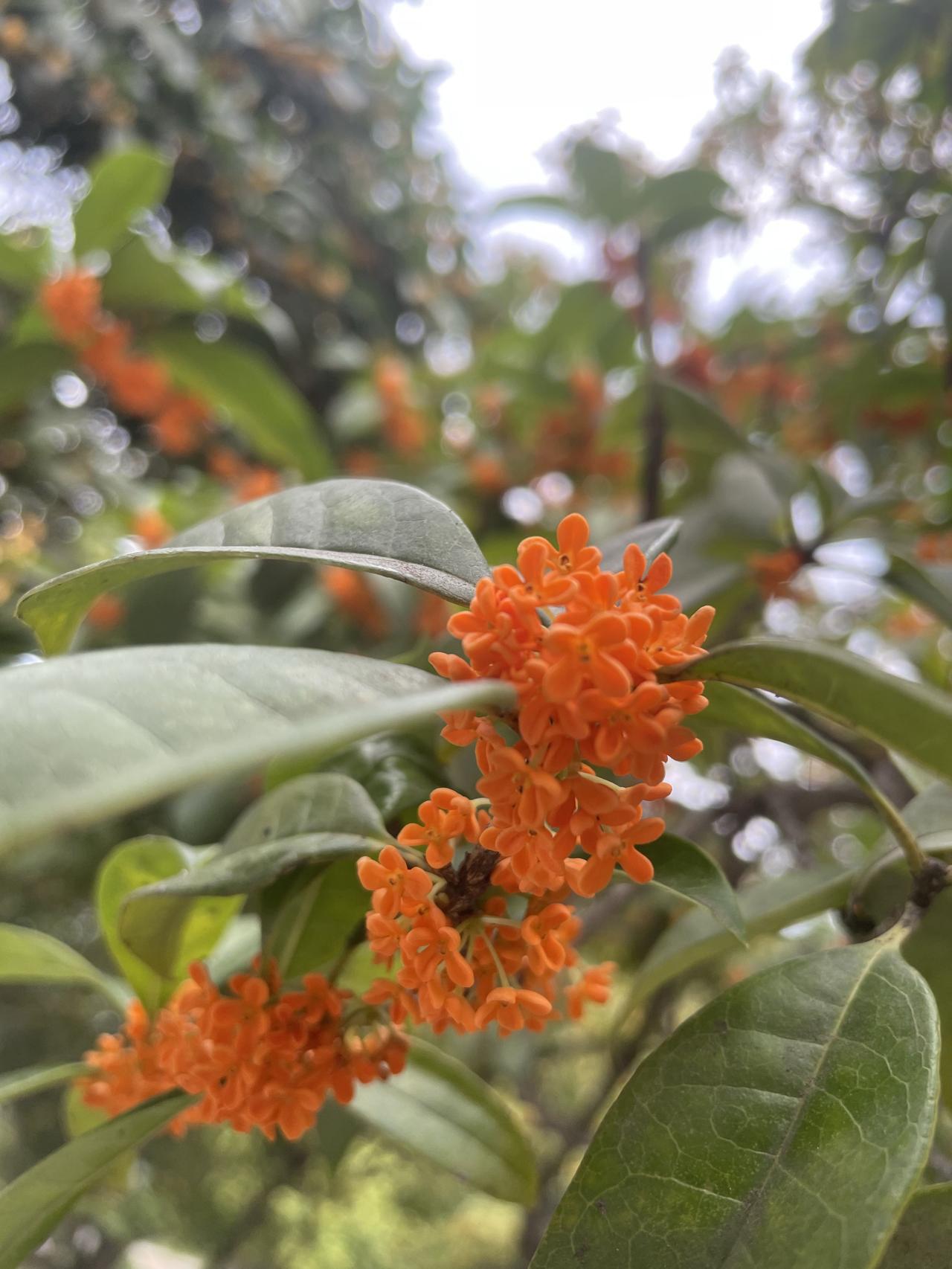 奇怪，今年出现了前所未有的茂盛桂花！今天，突然发现了一个奇怪的现象，就是我走到院