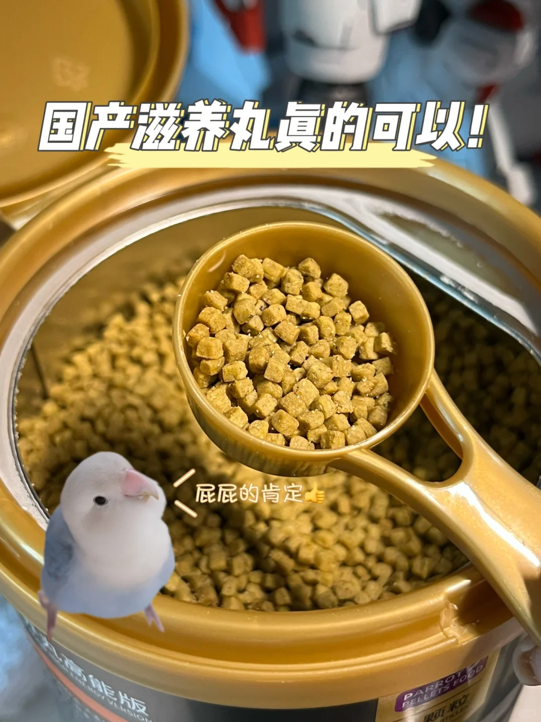 新手养鸟吃什么？这款国产滋养丸真的可以