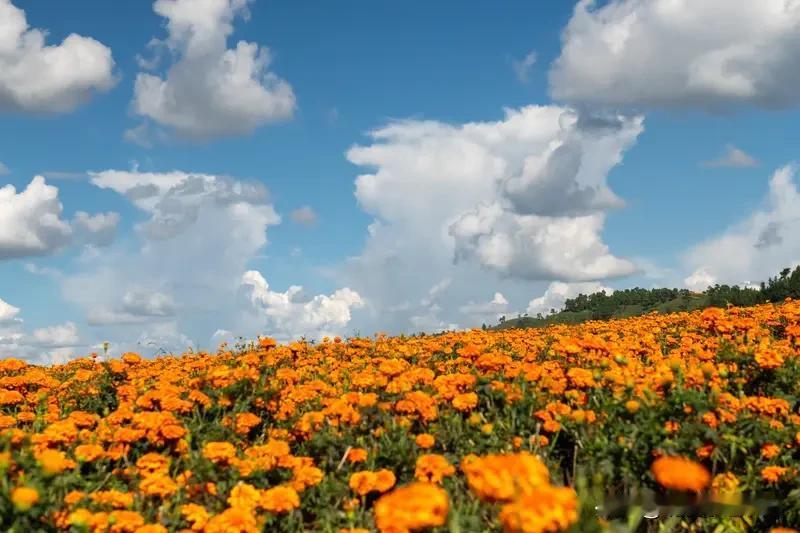 7月30日，这一日完全被金色的万寿菊花海强势占据了视野！在丘北县八道哨乡，238