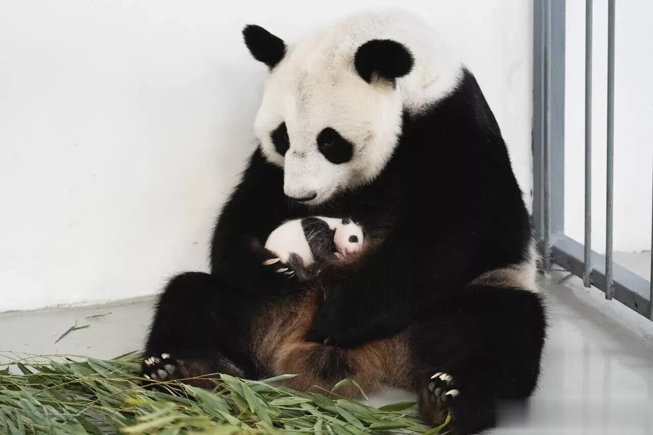 莫斯科市长索比亚宁分享了在莫斯科动物园出生一个月的熊猫宝宝靓照。