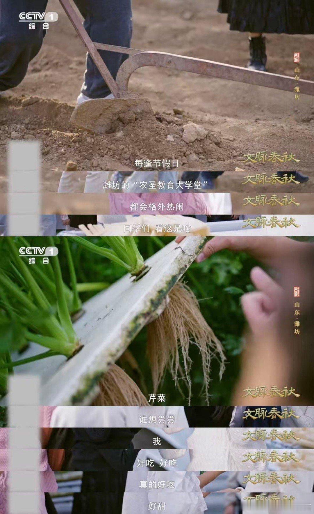 山东人种菜1500年前就很顶了古人的农书含金量还在上升 别再说山东只会种大葱了！