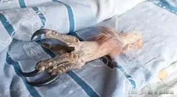 老李在看守所里掰着手指头算账，算来算去算出一个理：自己这辈子算是交代在一只鸟爪子