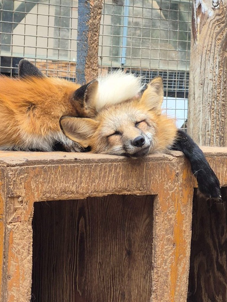 狐狸[超话] 给狐狐盖上大尾巴帽子👒©️kon_fox_village ​​​