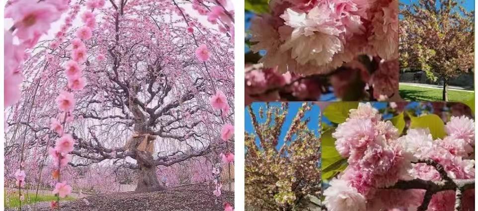 心疼！巴黎植物园80年“樱花树王”被酷暑。心疼！巴黎植物园80年“樱花树王”被酷