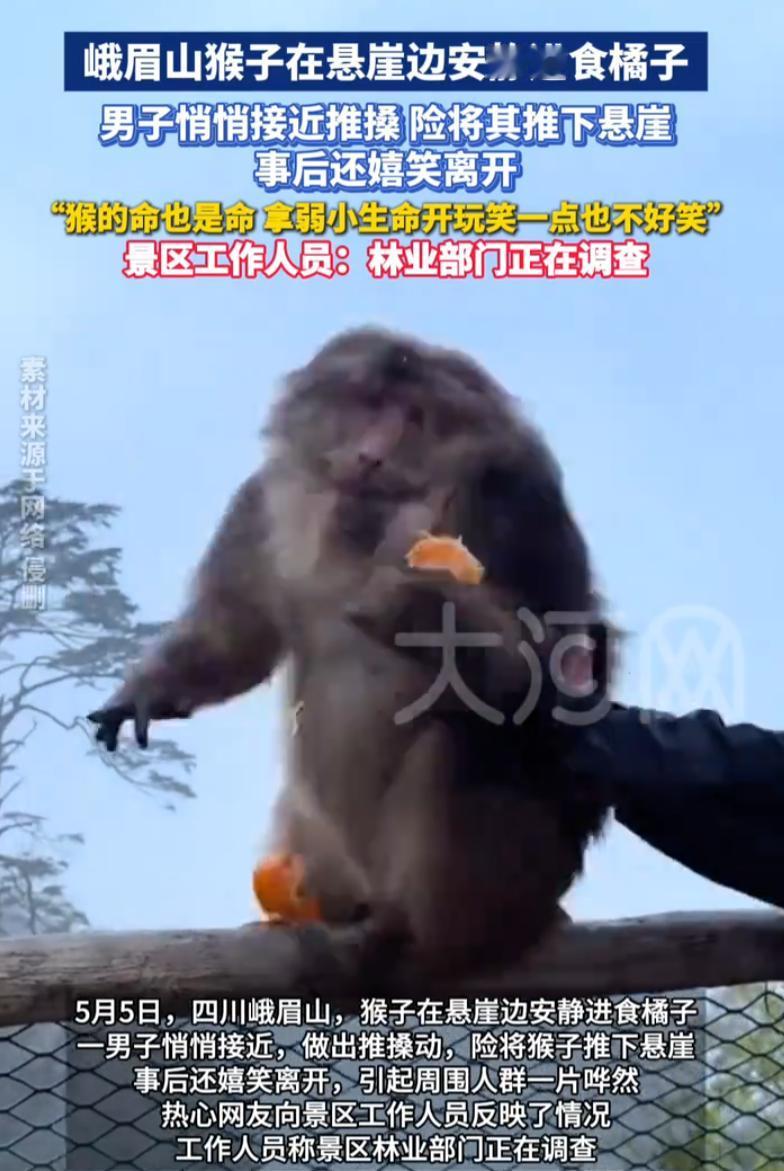 怎么会有这么坏的人！四川乐山，峨眉山上一只猴子正在悬崖边上吃橘子，不少人纷纷拍照
