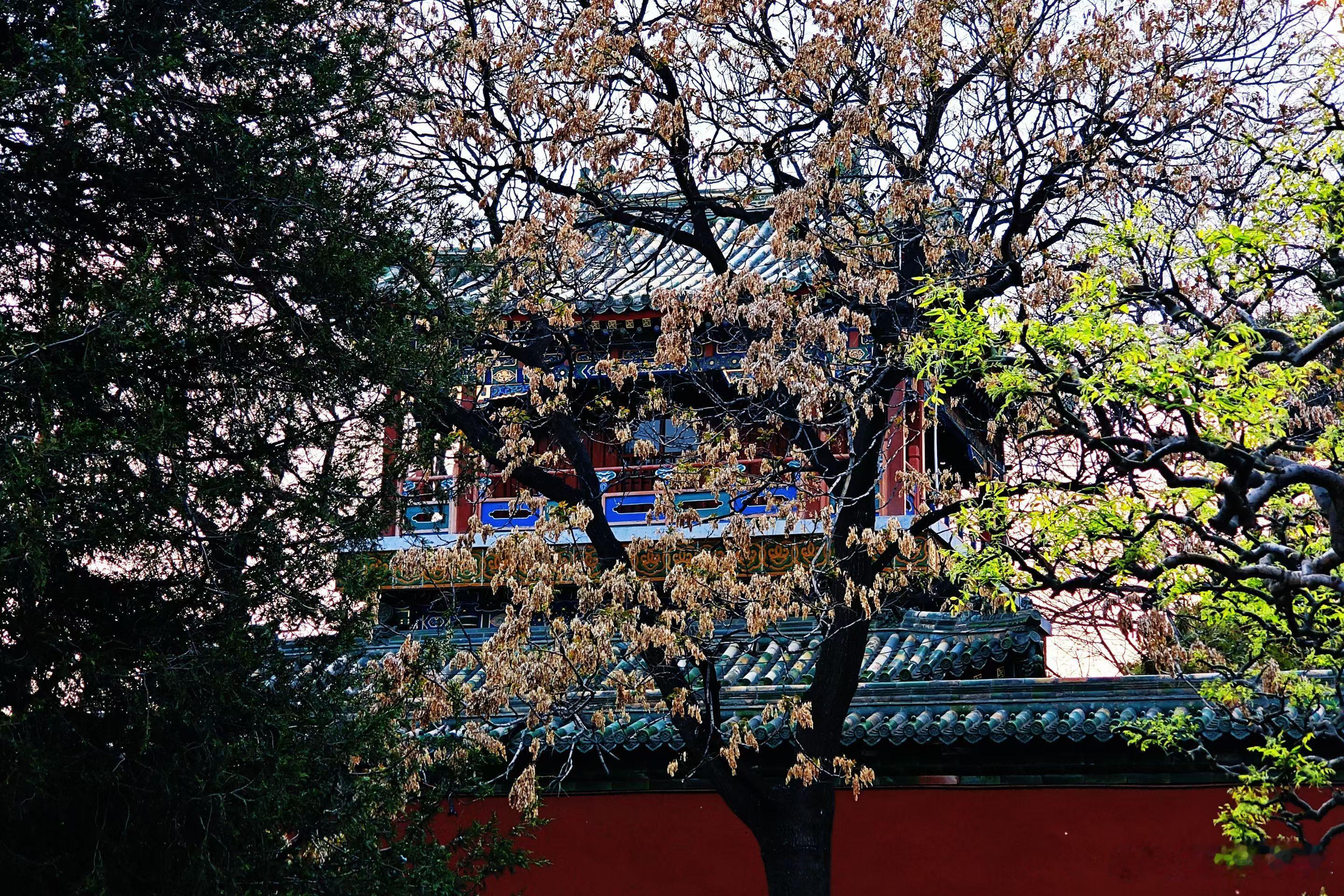 【北海公园】四月的北海公园，西南门海棠大道正值盛花期。数十株六十年西府海棠搭成粉