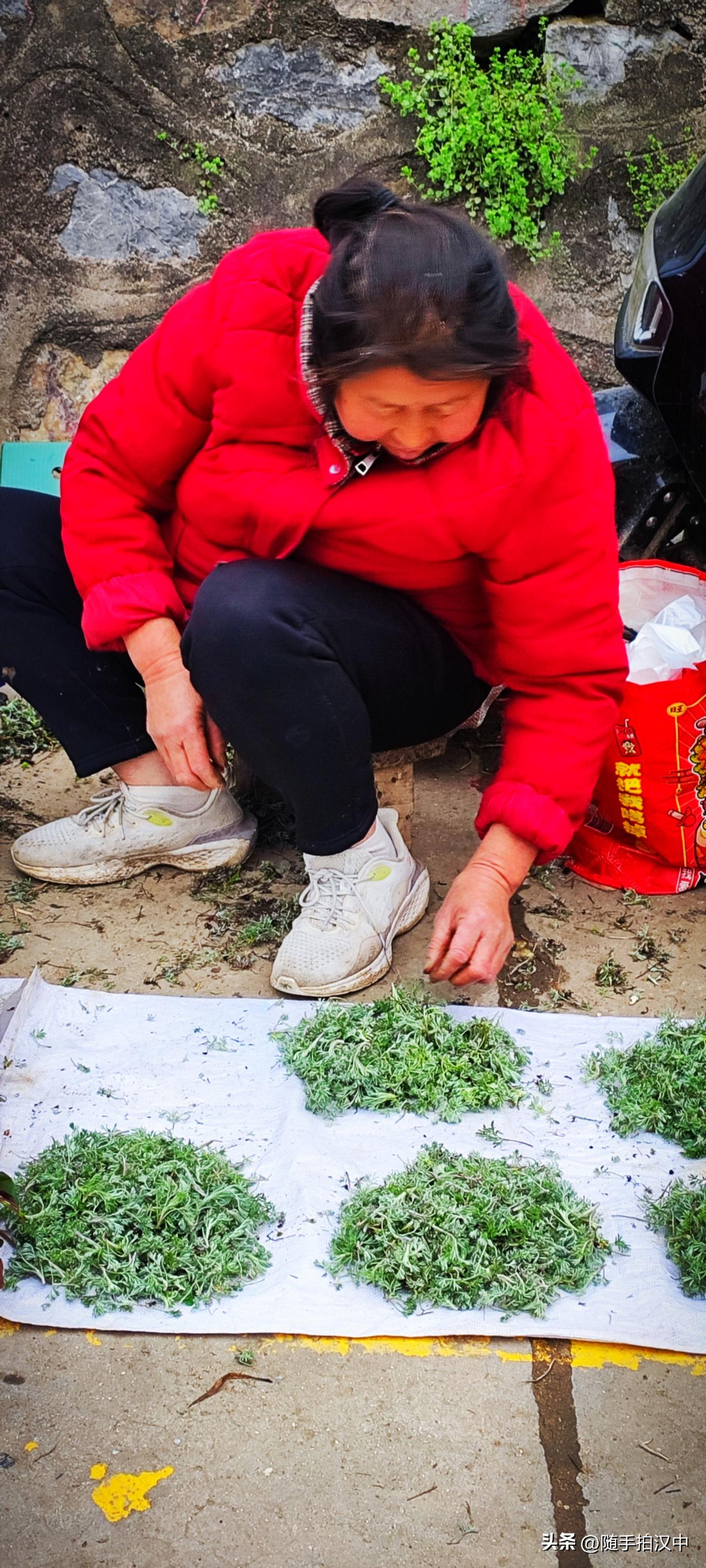 春日的农贸市场里，总有一些让人期待的草药。这是茵陈，一堆一堆的摆好，老爸却是扫眼