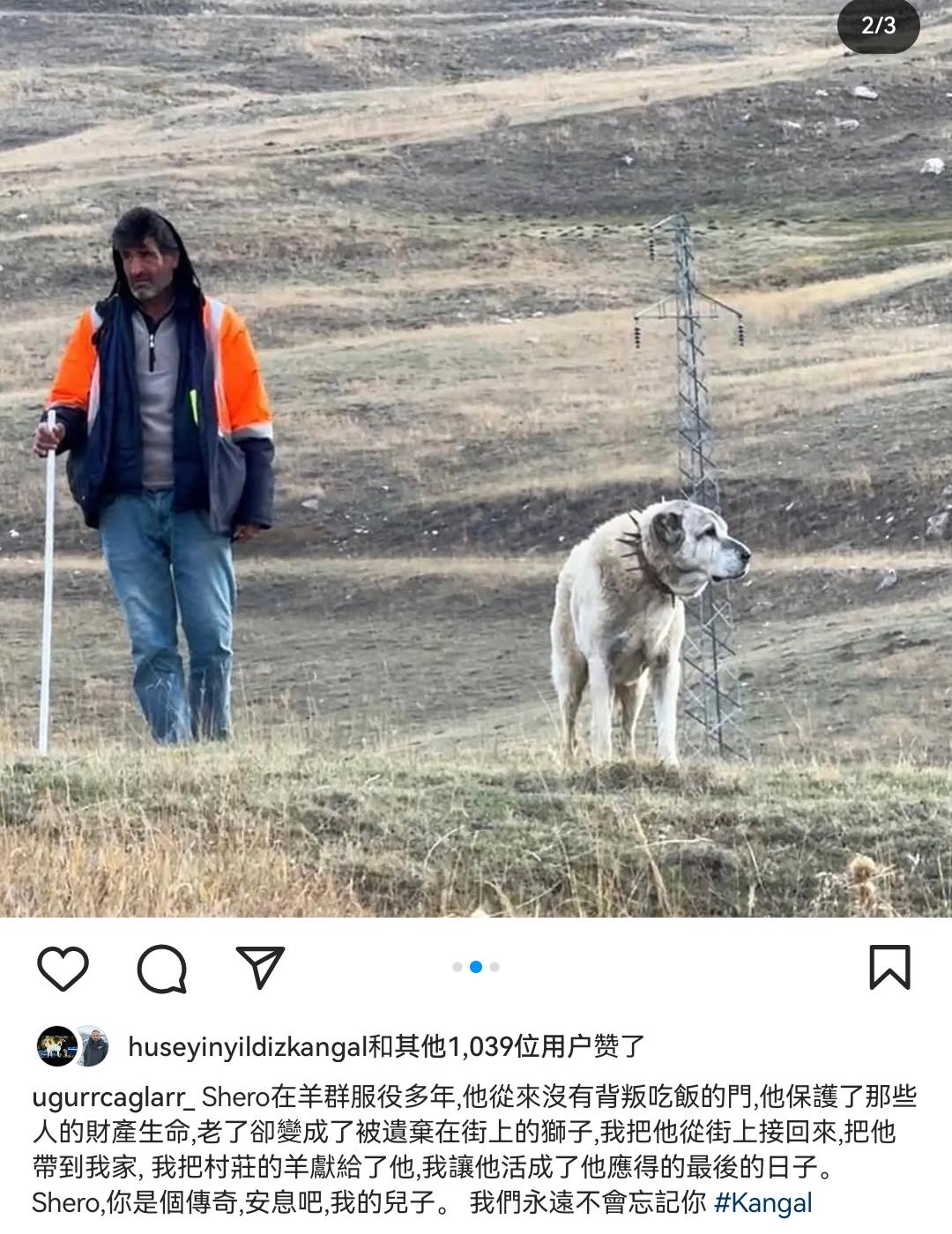 坎高犬羊群的守护者 死了