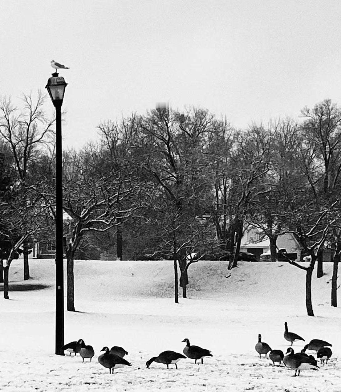 天寒地冻，为什么这些大雁不飞去南方呐？难道是脑子坏掉啦？看来动物界的傻子不少呀[