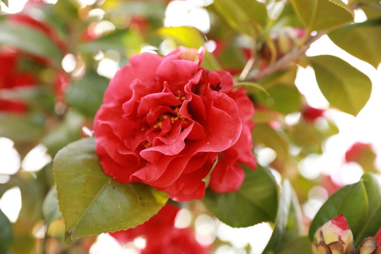 美国广播公司（ABC）报道，星期六（3月28日）的最新一轮“无王”（No Kin