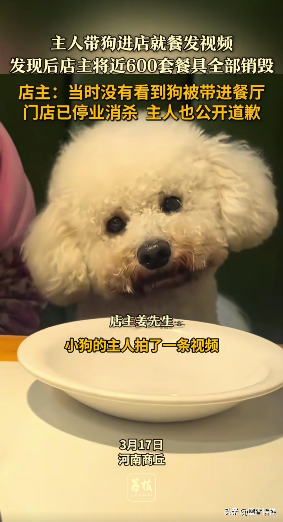 必须为店家点赞！带狗进餐厅后，老板砸600套餐具，这才是对顾客最霸气的负责

3