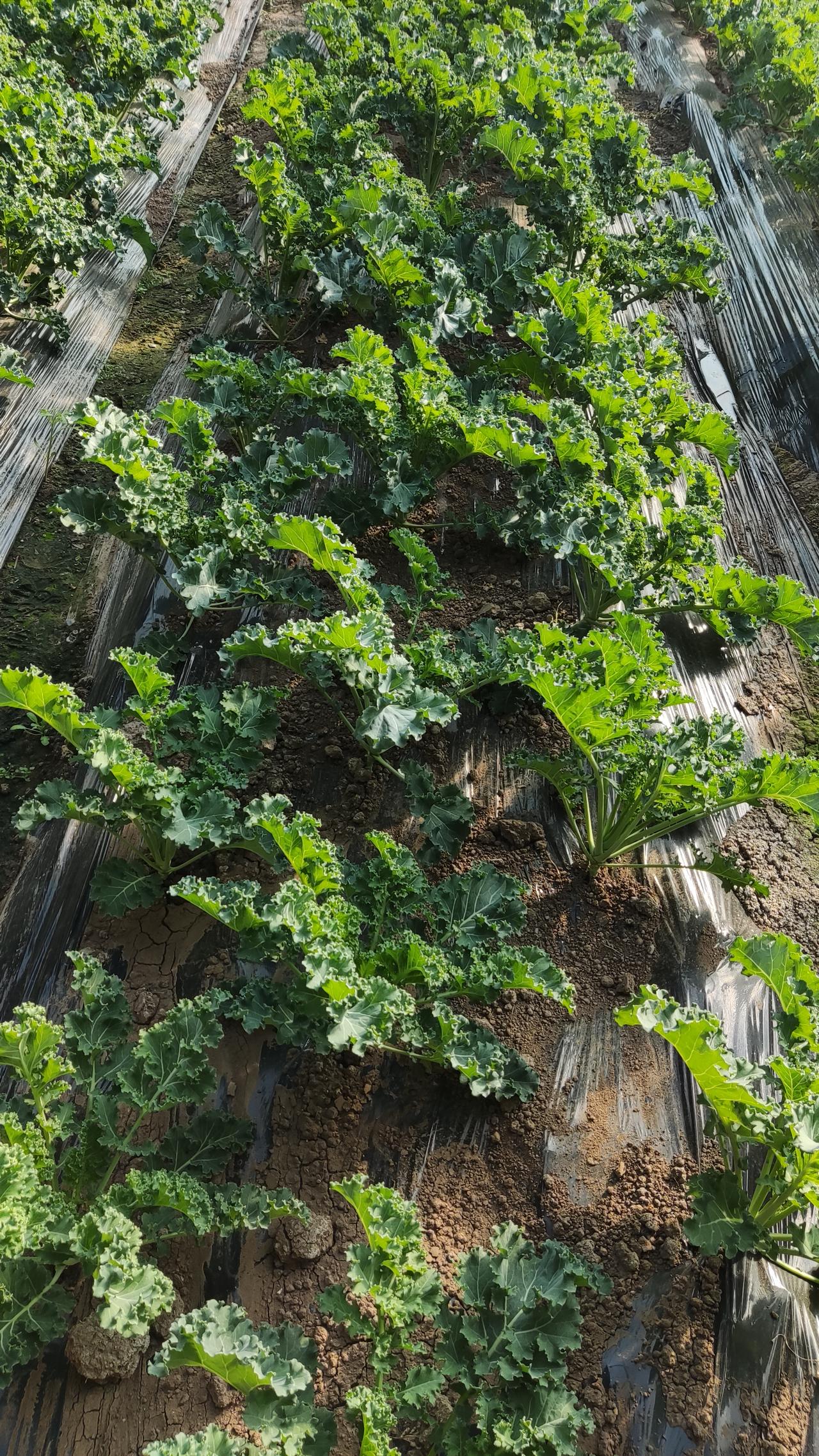 今年冬天的不同羽衣甘蓝，脆脆脆～