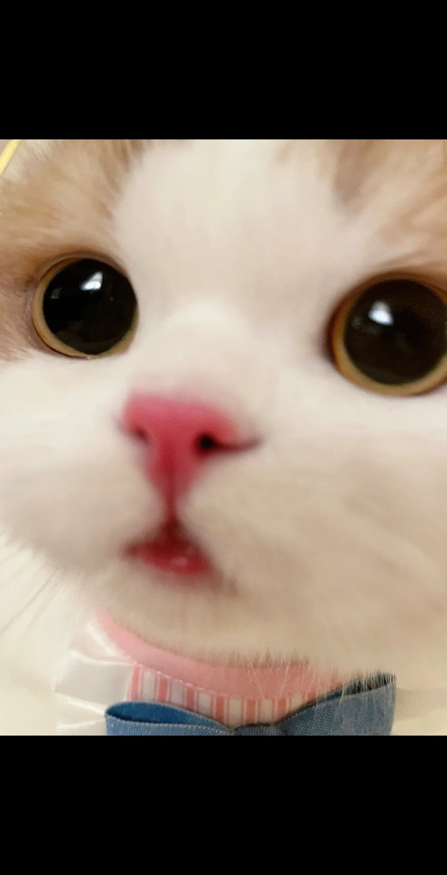 小猫真是受不了一点委屈，一不高兴就摆脸