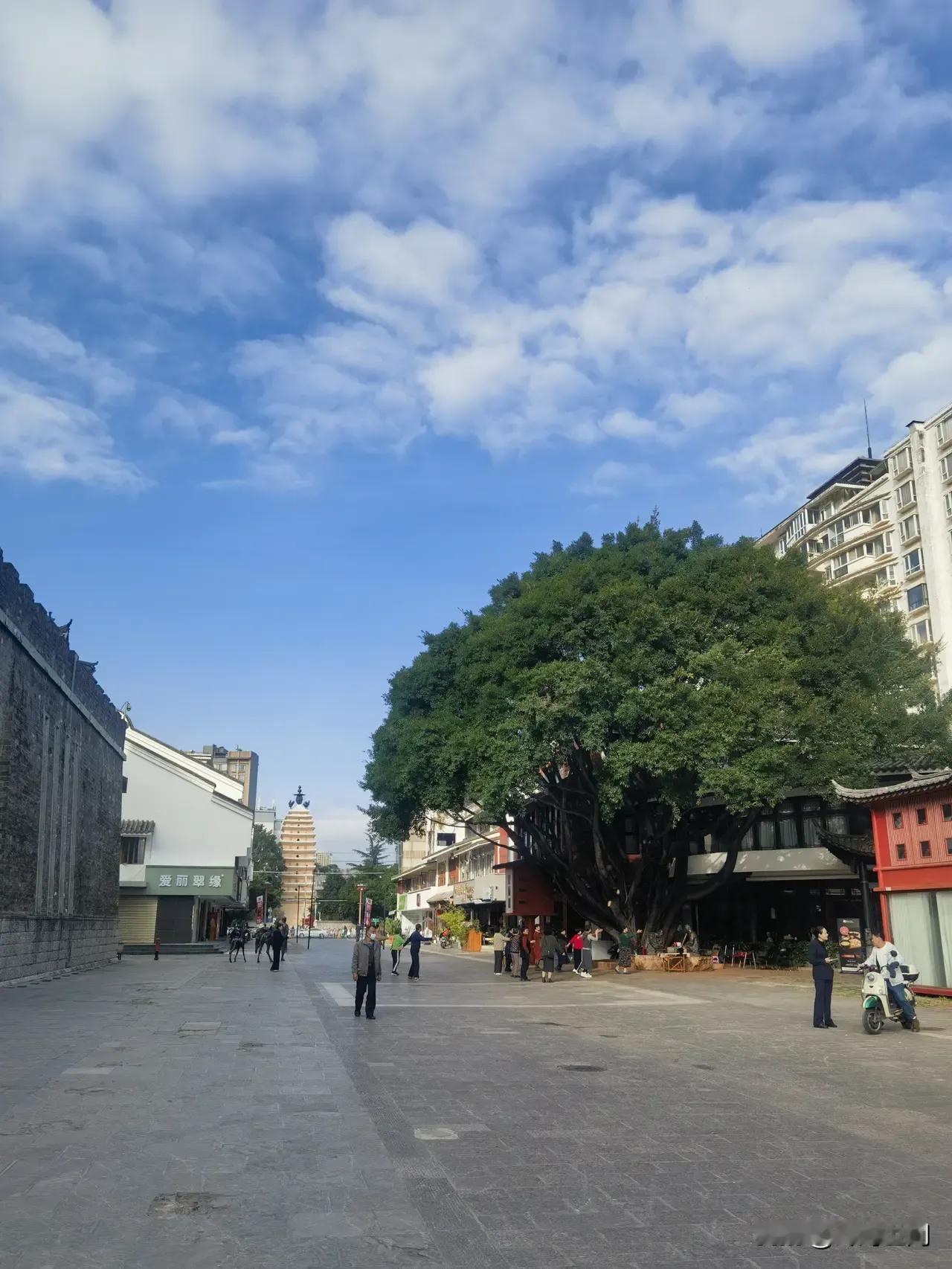 昆明东寺街近日楼这棵大树更大，而且还是四季常绿的，有谁知道这个是什么树吗？是不是