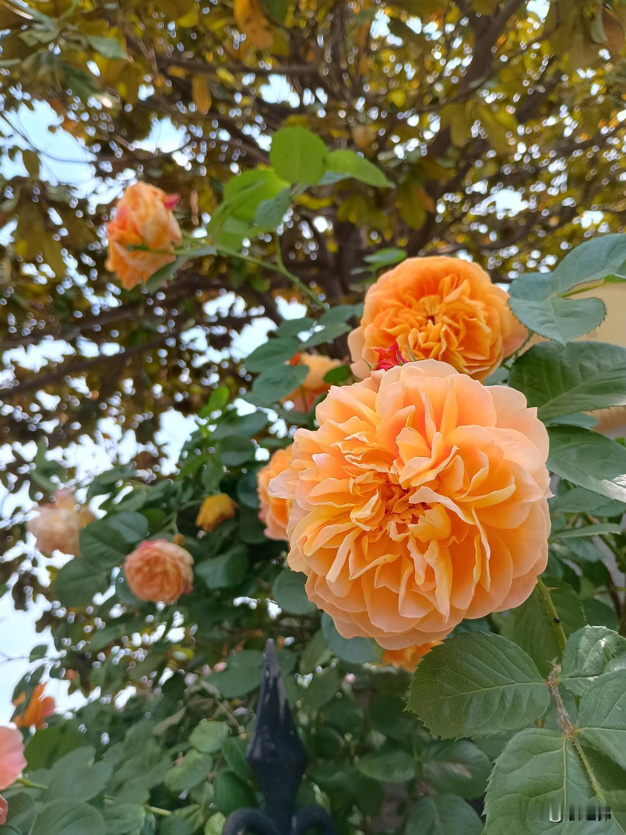 雨下千条线
风中万束光
春日生活打卡季 
——五一节假期，刚过了一天，谷雨的雨再
