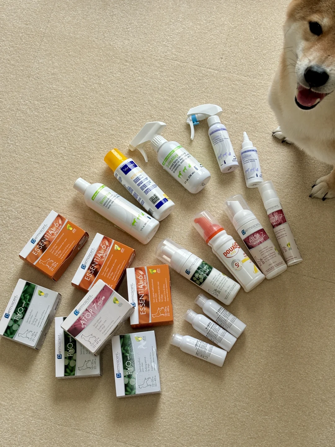 ∶论异位性皮炎小狗的皮肤保养