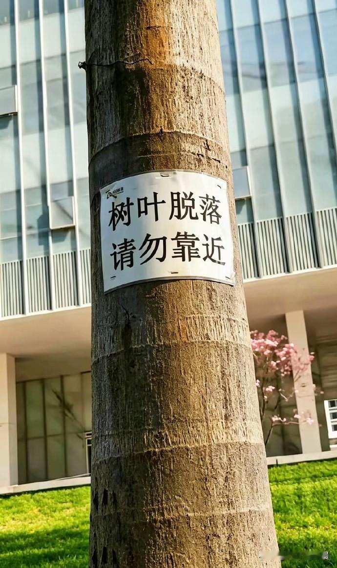 树叶脱落，请勿靠近……这个温馨提示在广东真的适用