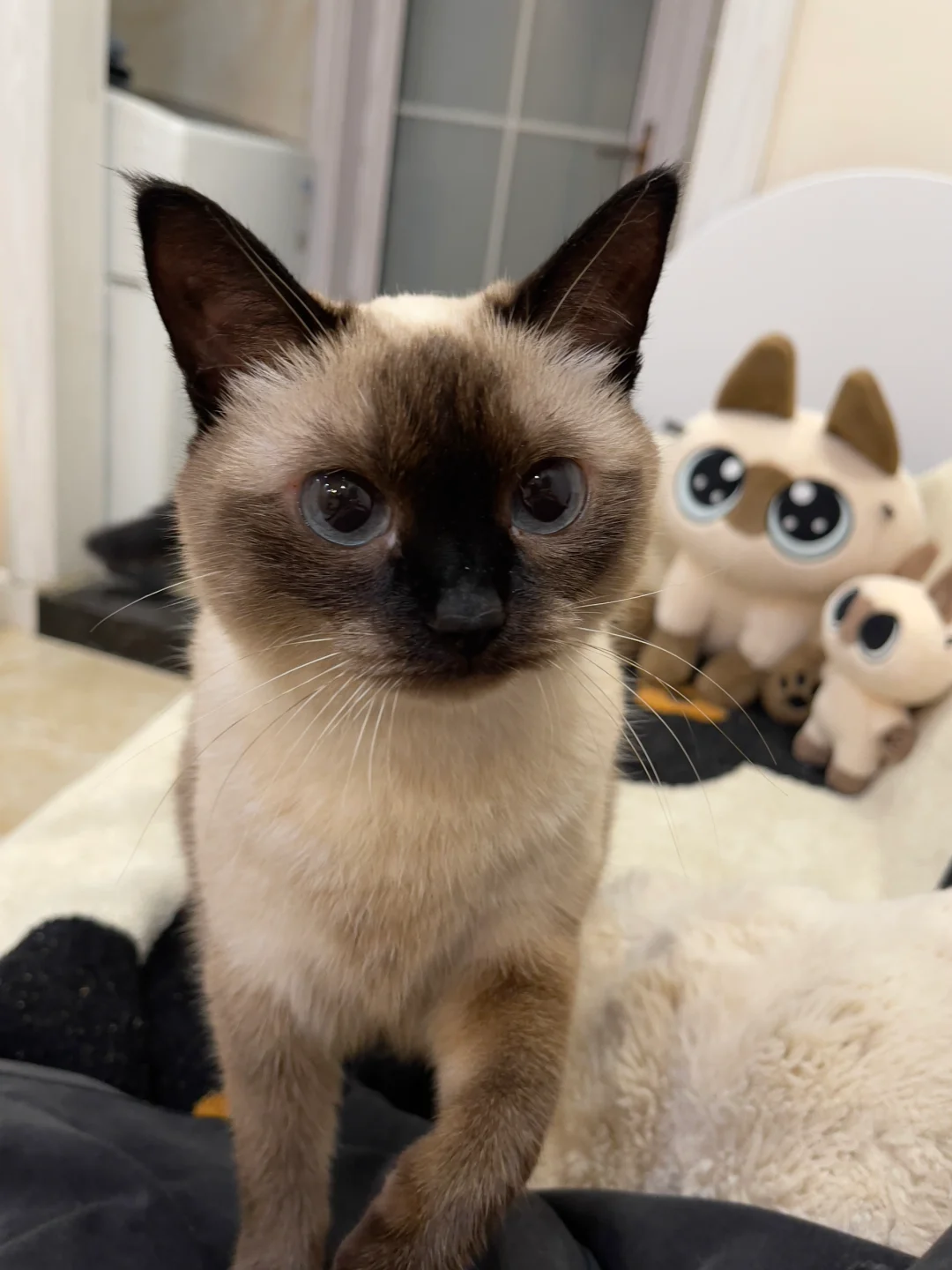 小猫：别玩儿手机了 快来陪我玩儿！