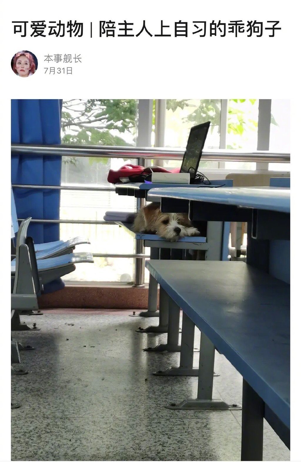 陪主人学习的狗很乖 ​​​