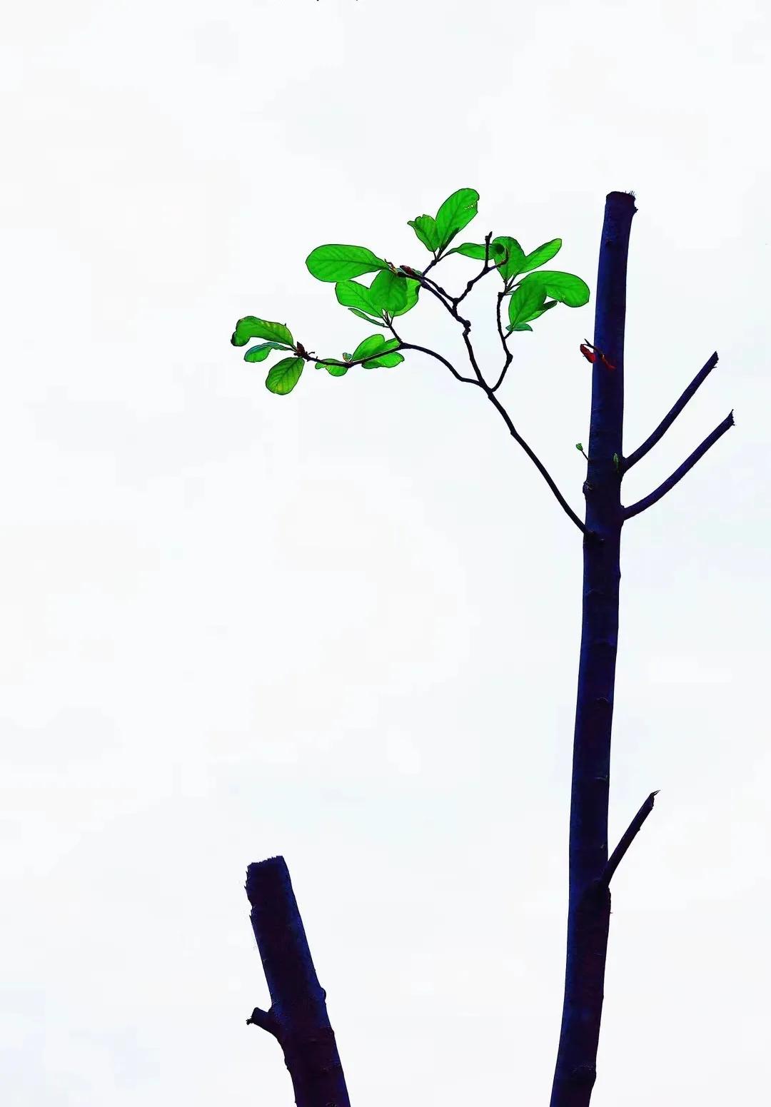 下联：今晨绿柳趁清风