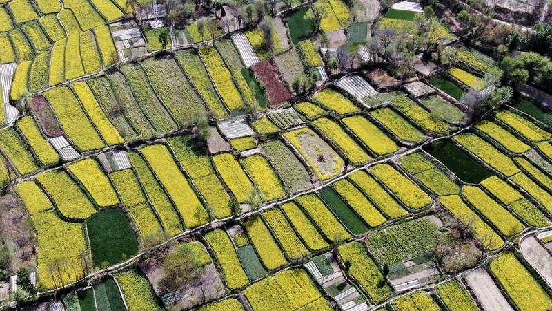 陇南的春天，简直是一场心动盛宴。当河西还春寒料峭，文县玉垒乡的油菜花12月就悄然