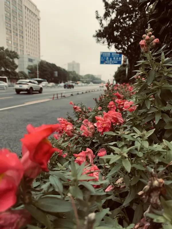 每日三句让自己开心的话（学学有好处）

1. “今天我在路边看到一朵花，停下来看