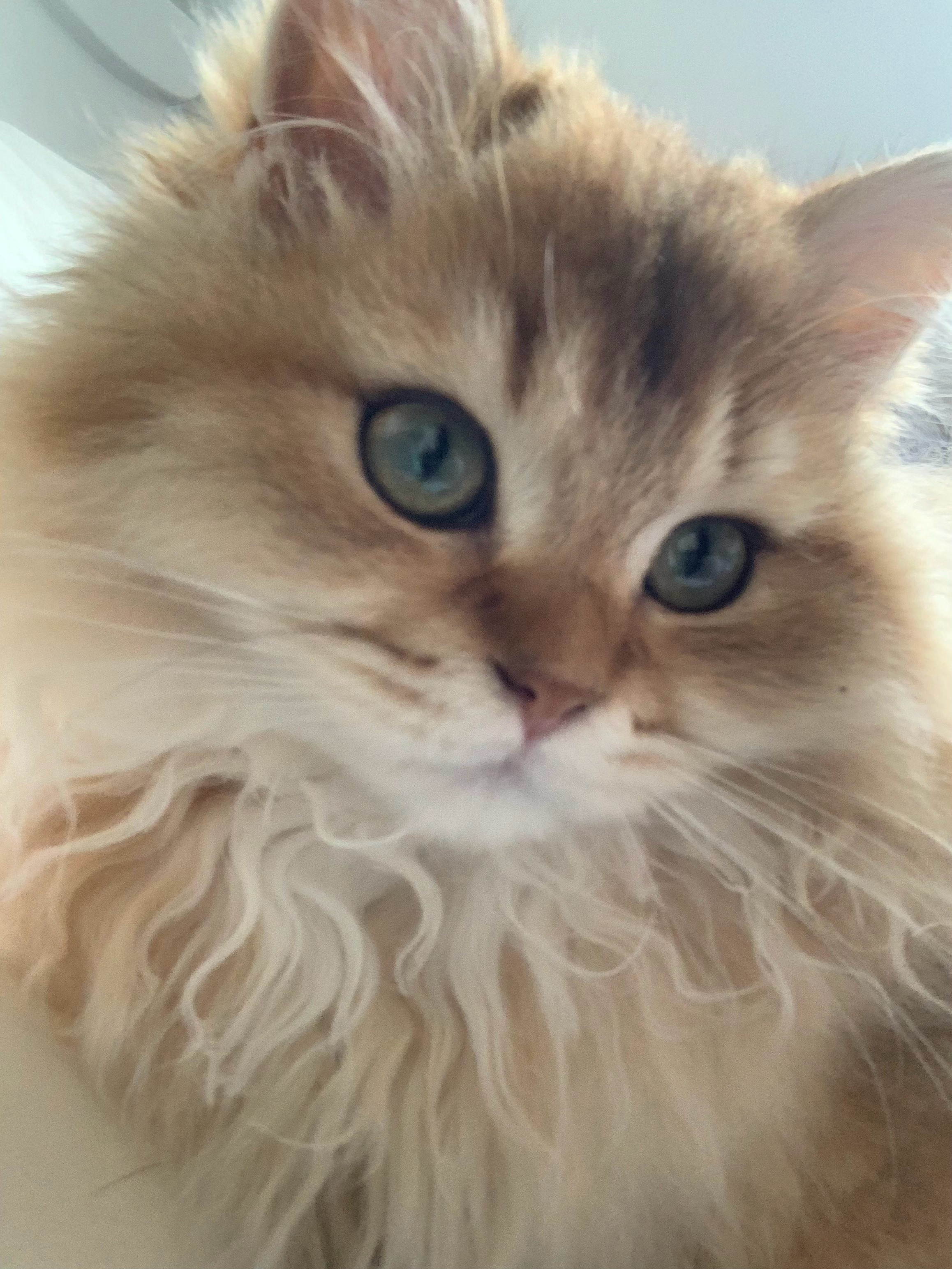 咪的自拍🤳🏻咪想问你他帅不帅？ 