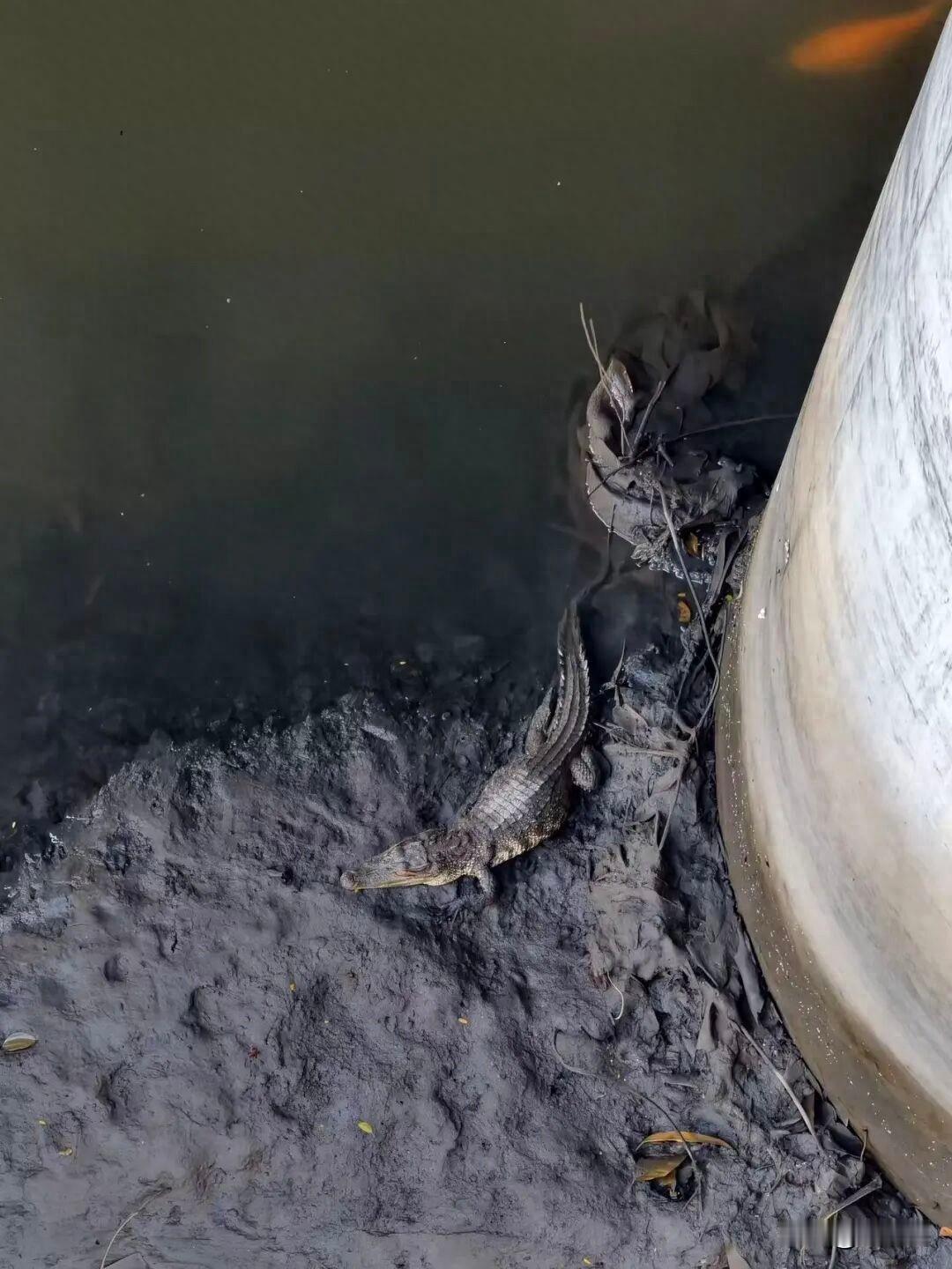 这是哪来的？广州城区河边居然藏着鳄鱼，钓友近距离撞见，差点酿成意外

几位钓友结