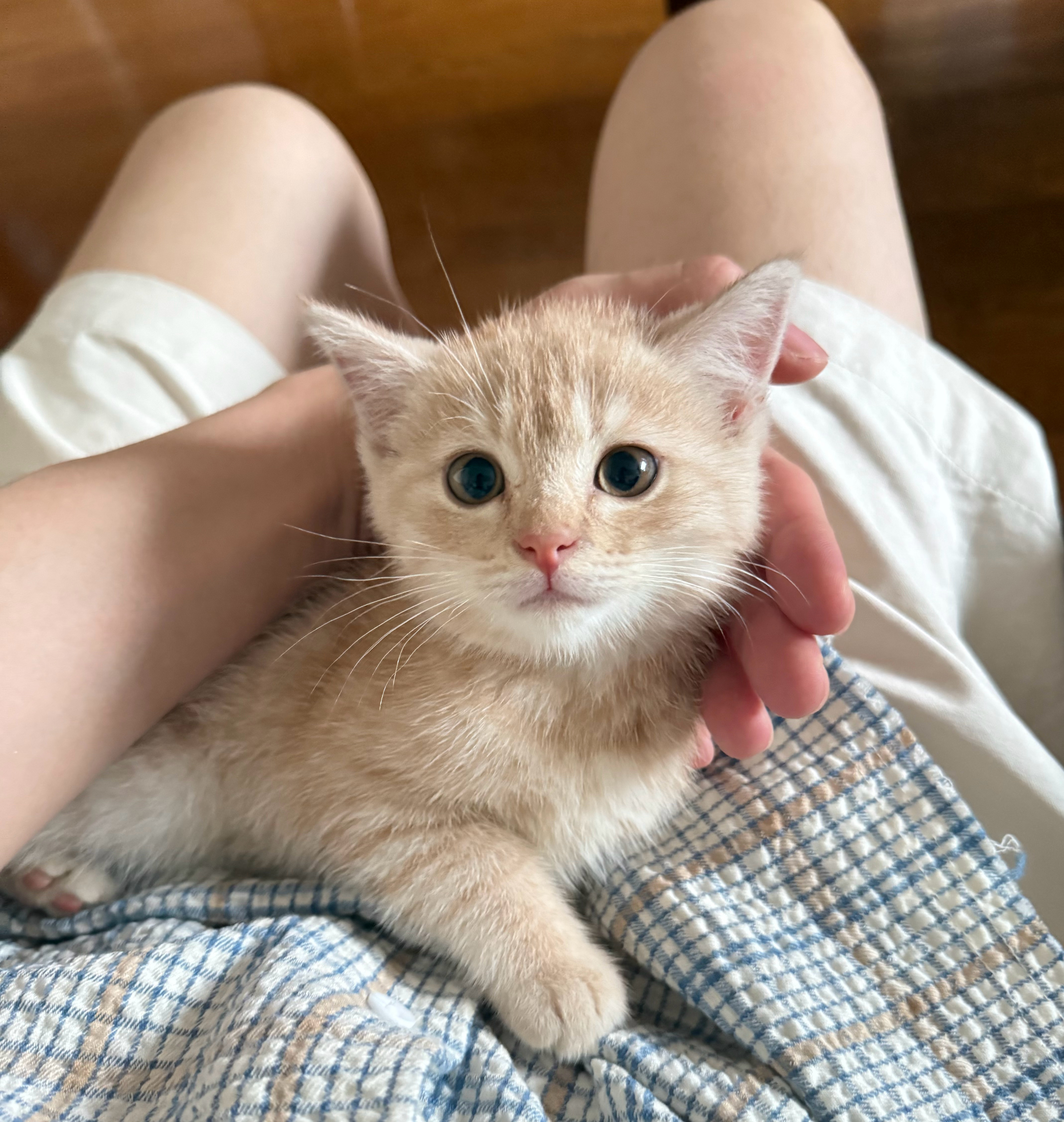 猫儿：只是呼吸🥺我：我不行了[淡淡的] ​​​