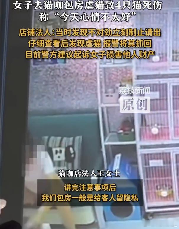 女子去猫咖包房虐猫致4只猫死伤 你猜虐待小动物的下一步是什么，是向身边弱小的人伸