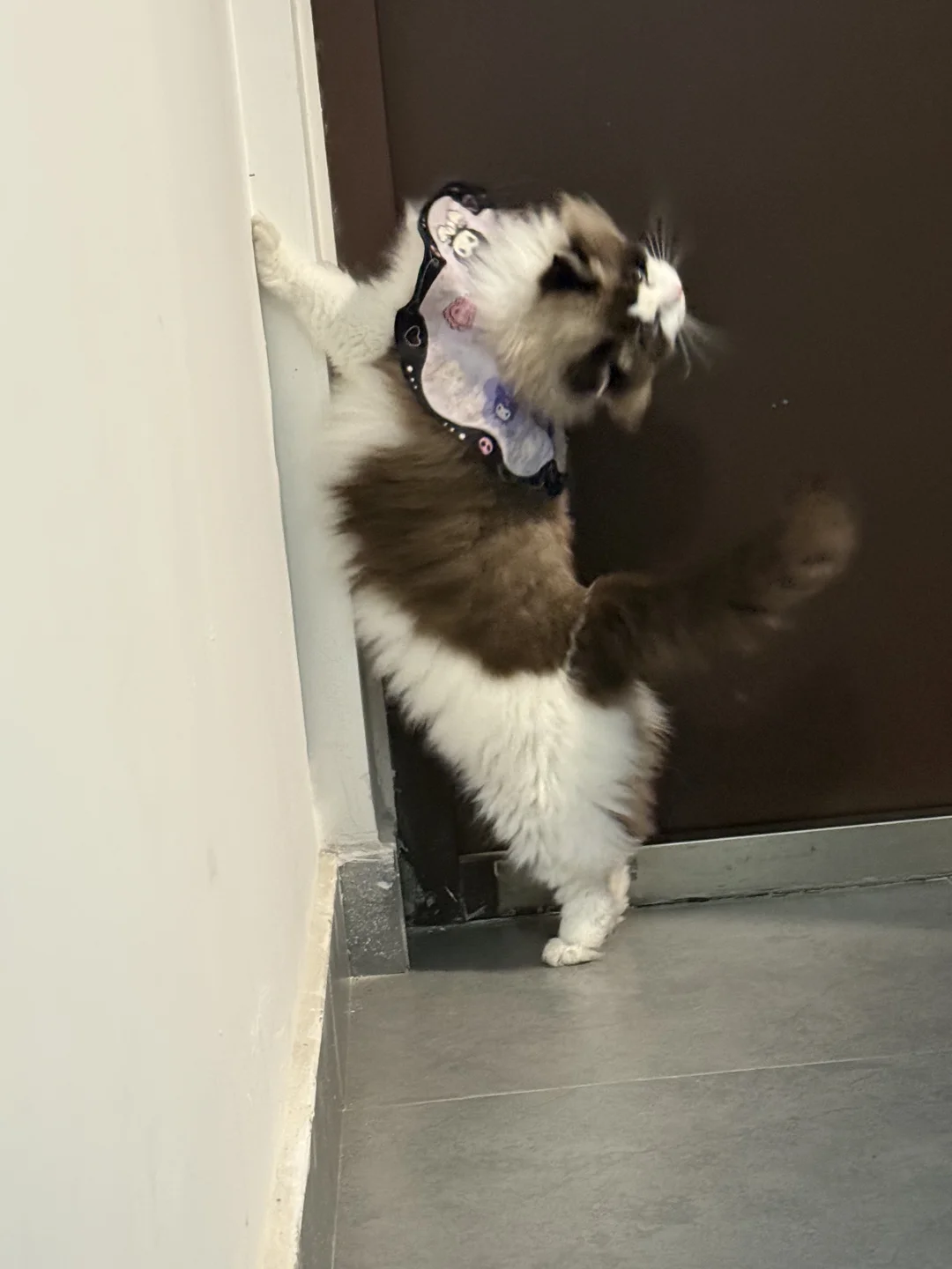 🐈：咪的身材很曼妙～