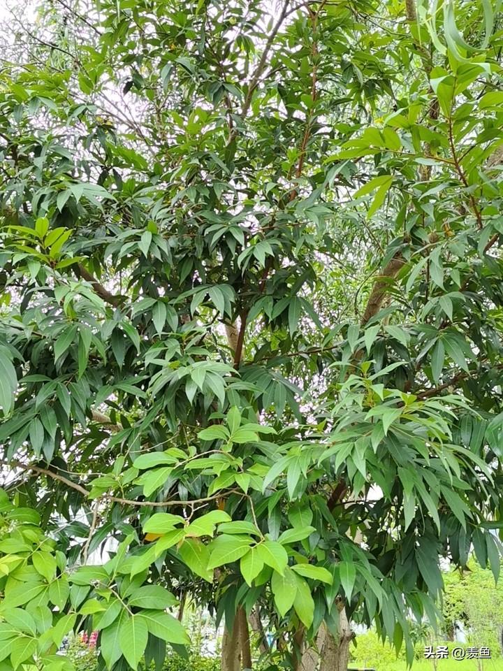 昨晚又熬夜了。。。人到中年，还是想减肥，但是休息不够，怎么也减不下来。。。我觉得