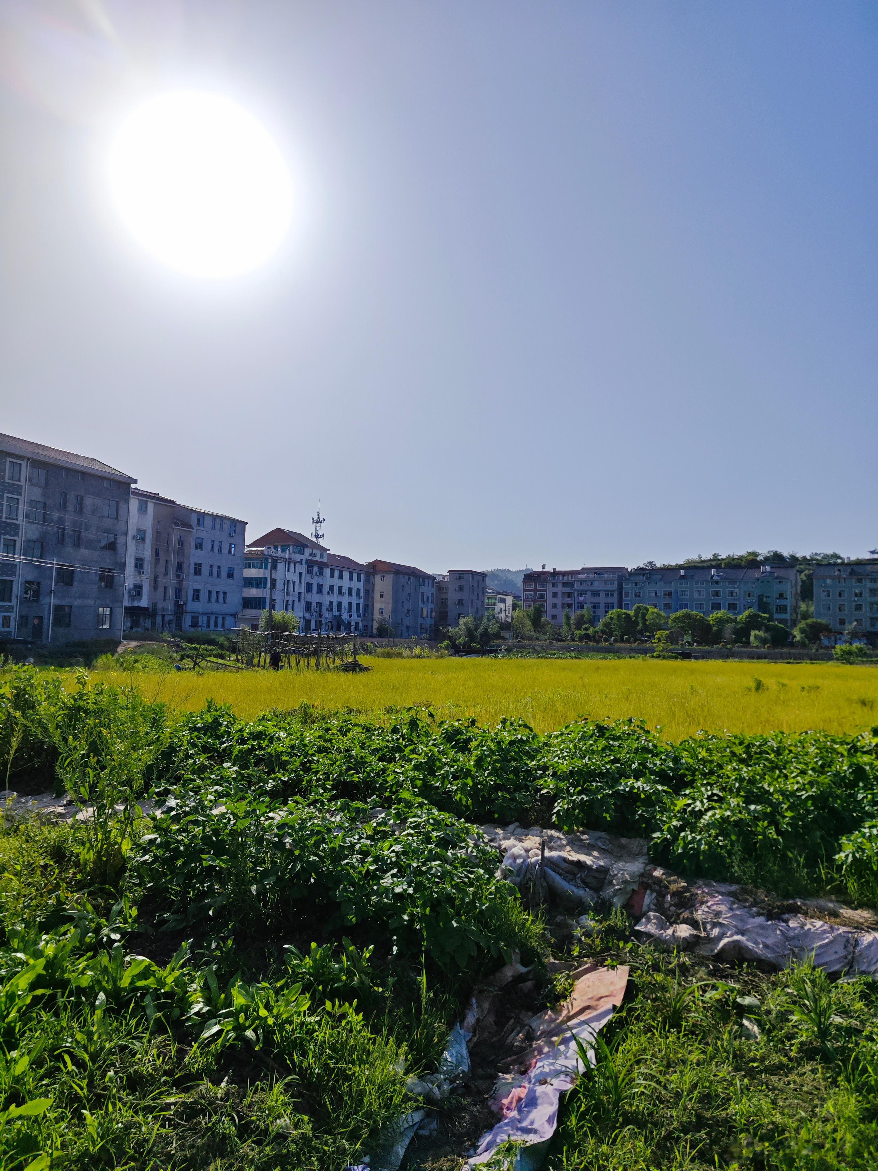 #不是在排队就是在去排队的路上# 五一劳动节，当然是要劳动咯，帮外婆干干农活！ 