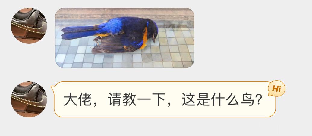 #鸟粉投稿# 地面躺着一只【棕腹仙鹟】（二级保护鸟类大概率是撞到玻璃了 它好美[