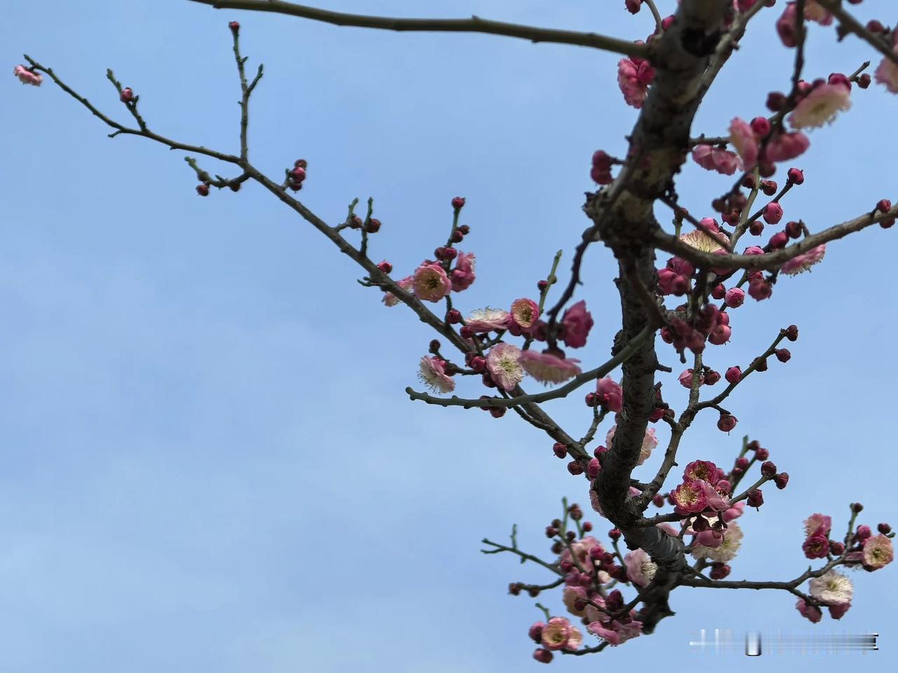 梅花欣赏之二

梅花傲雪独自开，
冬日寒风亦不摧。
枝头红点映白雪，
清香飘逸入