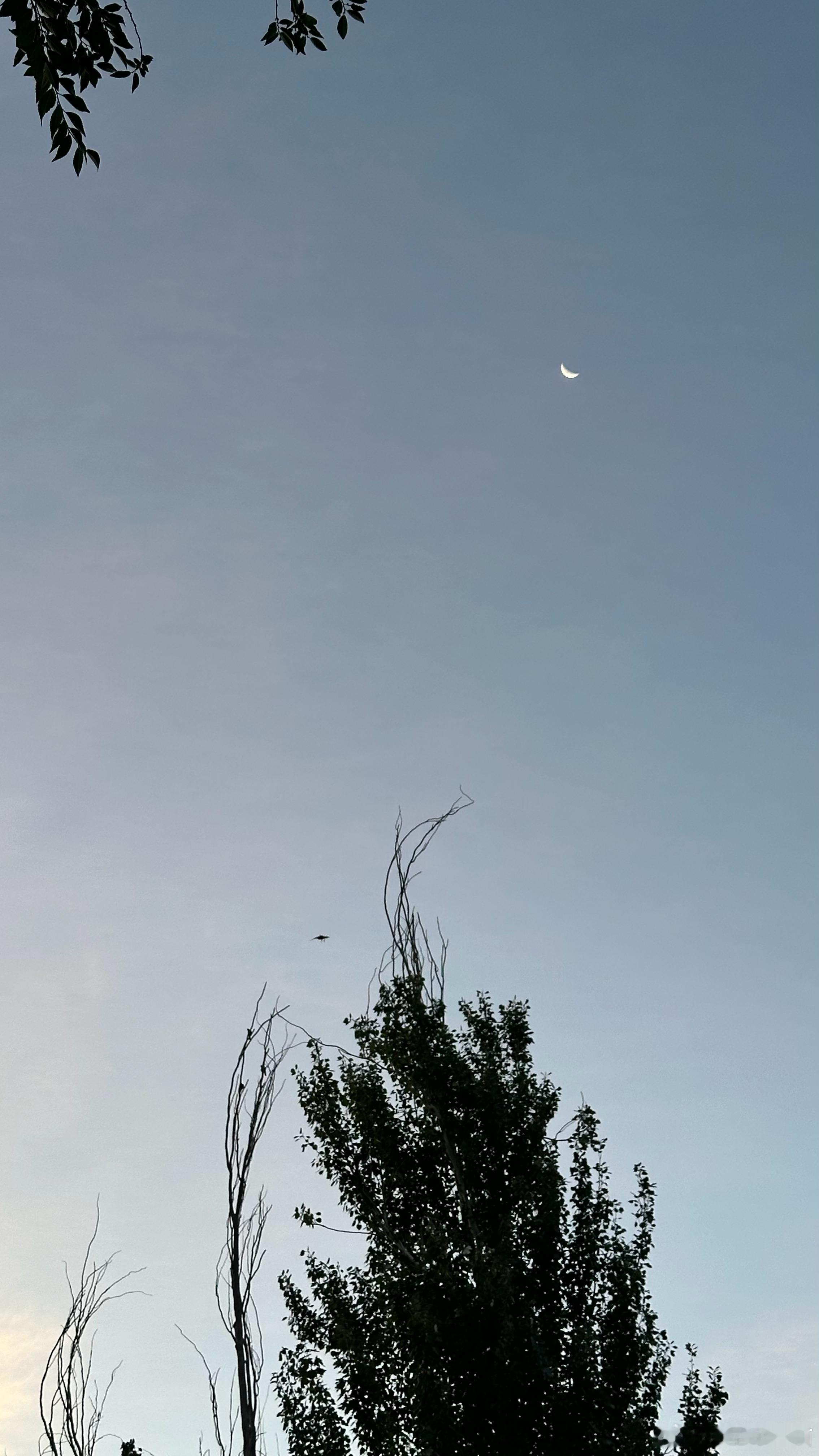 7:31 浮云散尽月光醉，天地与我同氤氲。与火星第一猫一起早起看日出 伊宁市