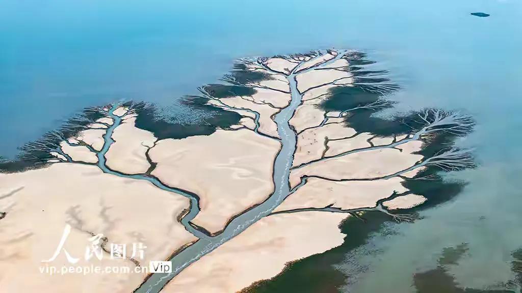 江西省鄱阳湖，居然发现了一棵棵巨大的参天大树，从太空中观察，感觉人类已经是无所不