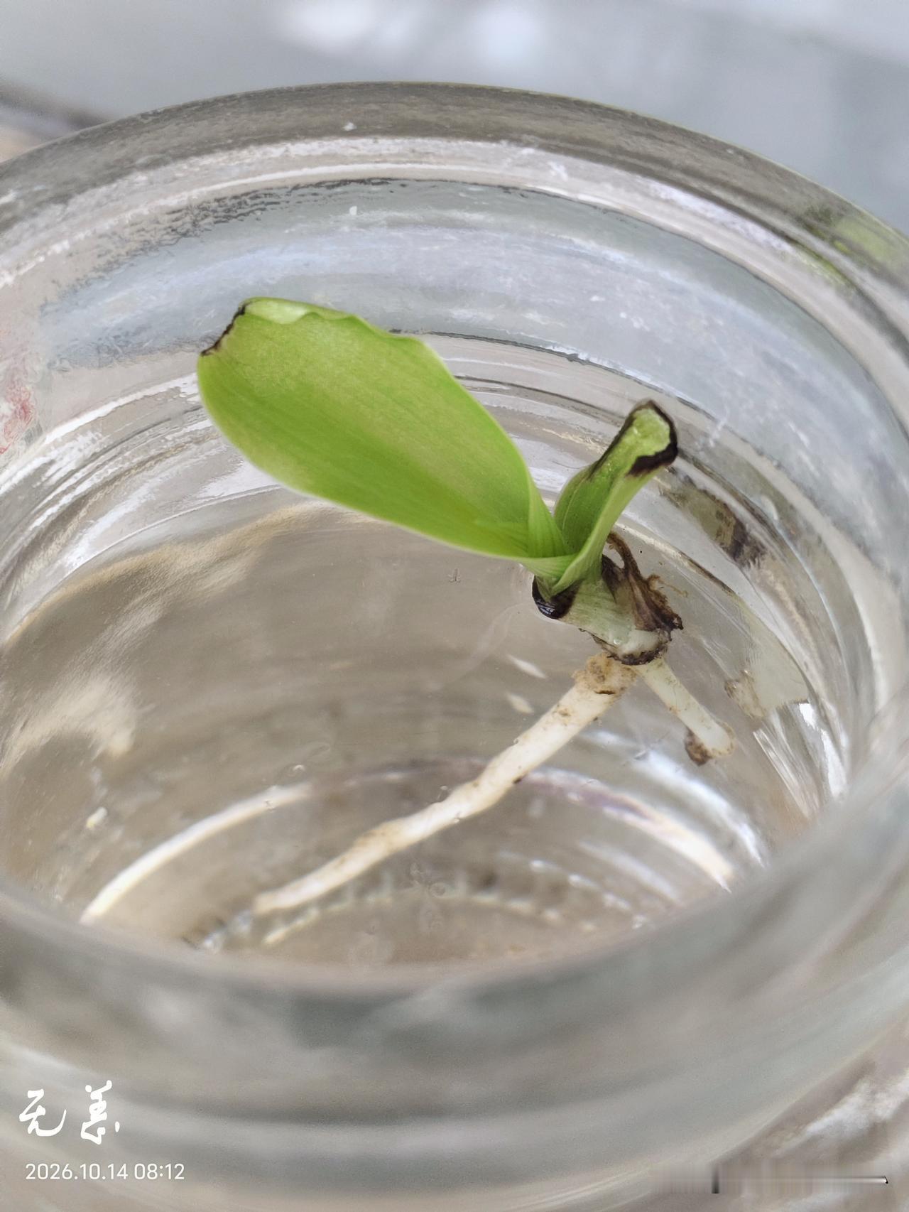 我的水培植物
有点儿磕碜，但是不影响我喜欢。
以前也水培过植物，因为我的始乱终弃