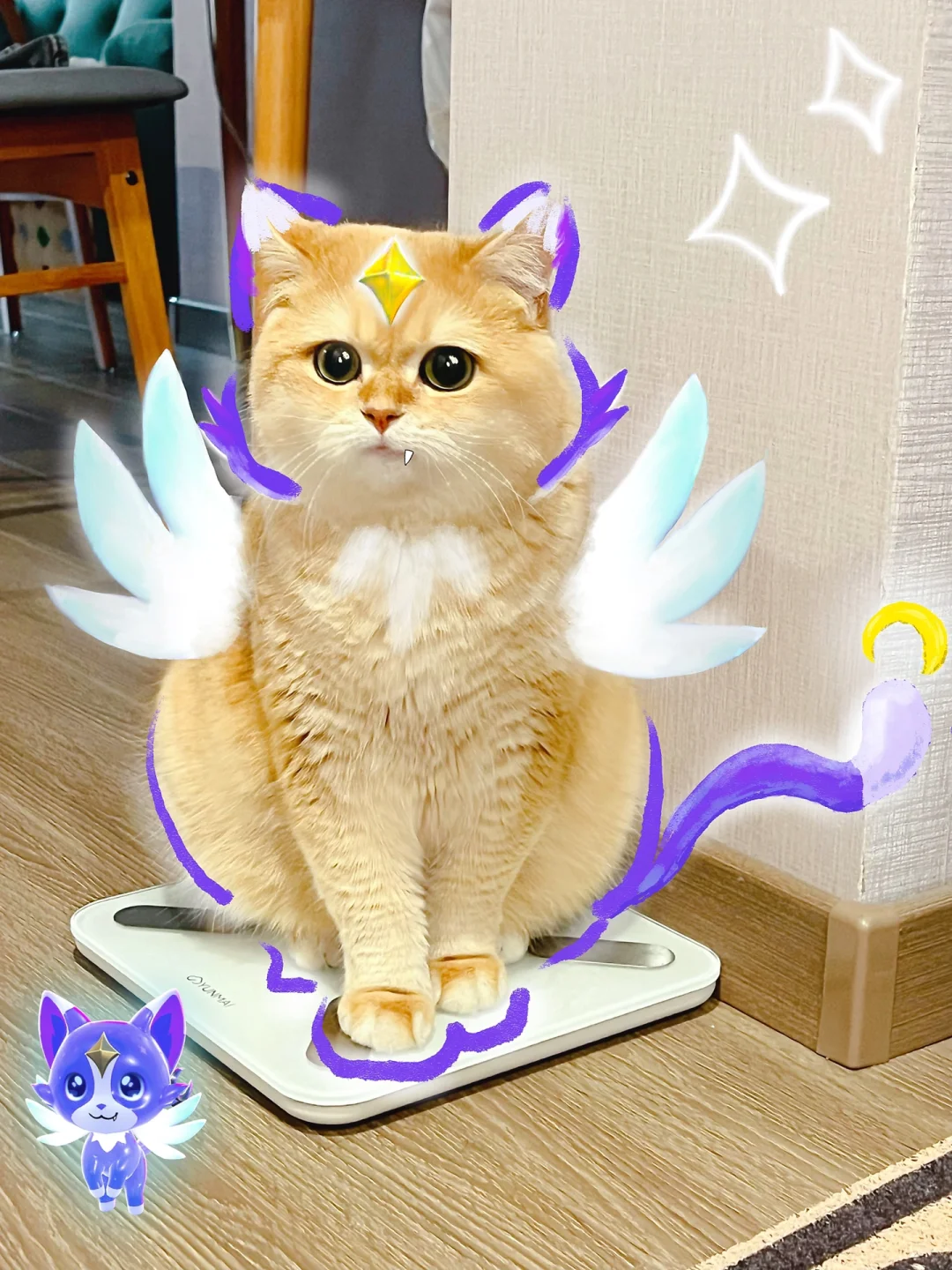 🪄魔法猫猫出击！