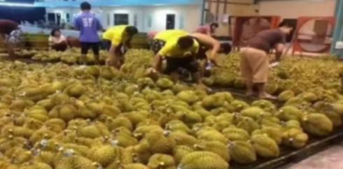 失去中国市场后，大量水果烂在地里卖不掉，现在开始后悔得罪中国。
 
麻烦看官老爷