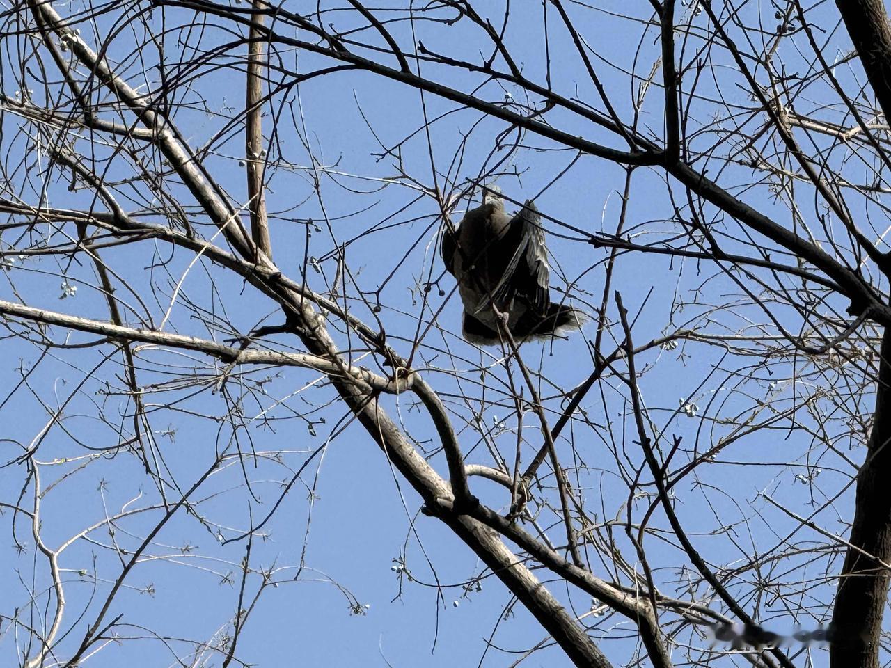 【小对联】
上：……？
下：张扬。