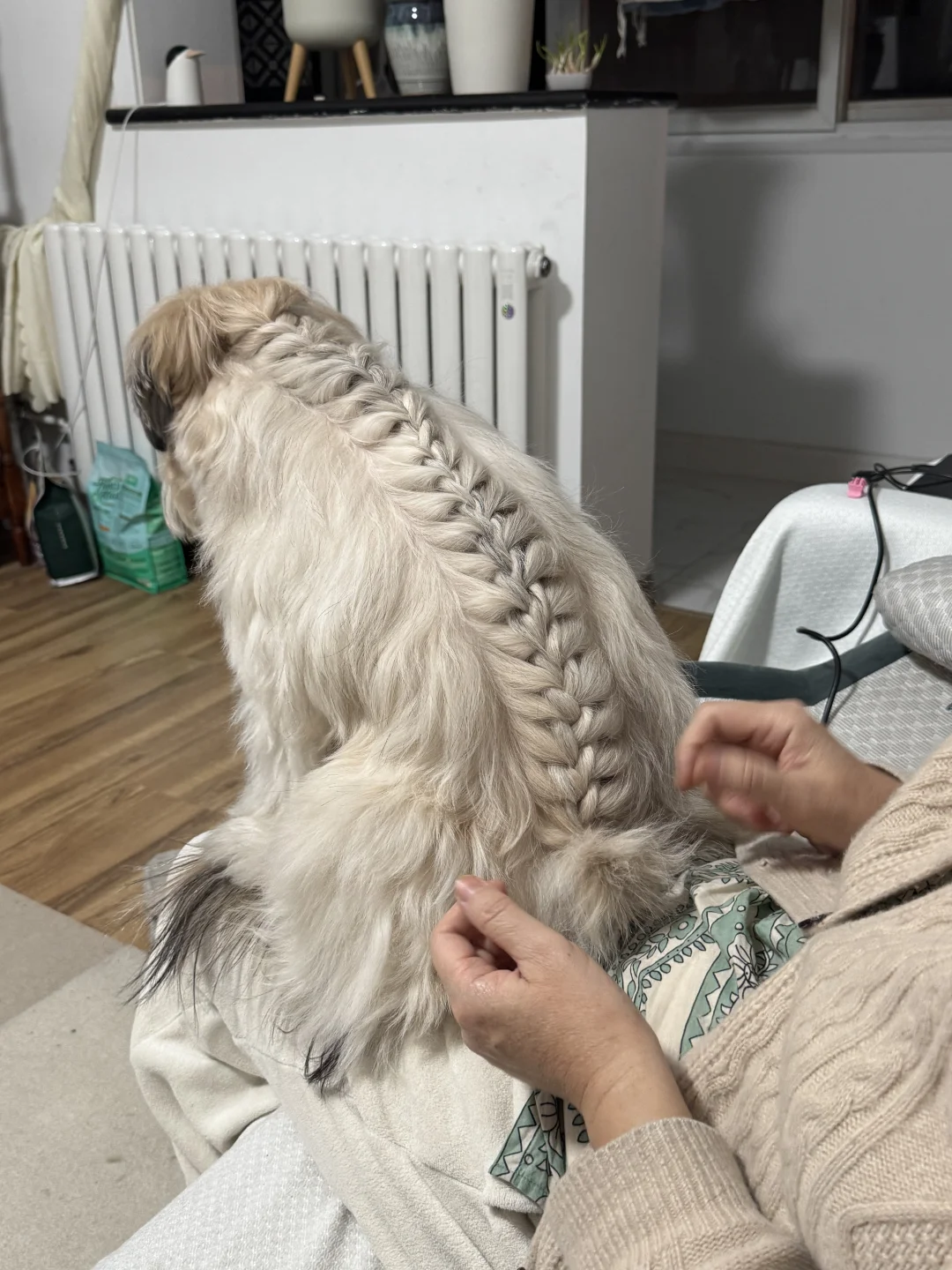 妈妈会像小时候打扮我一样💖打扮我的小狗