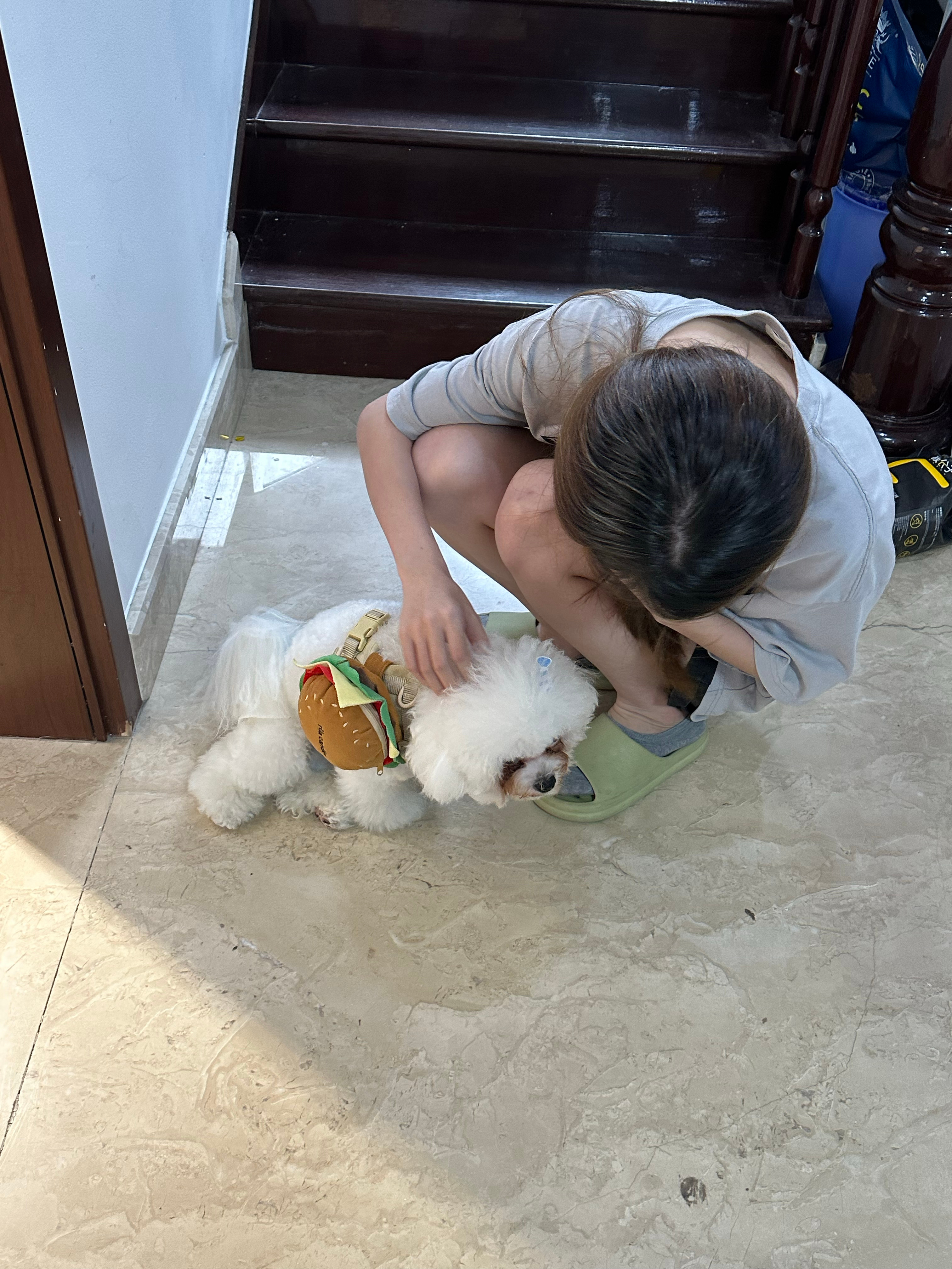 小狗治愈世界！ ​​​