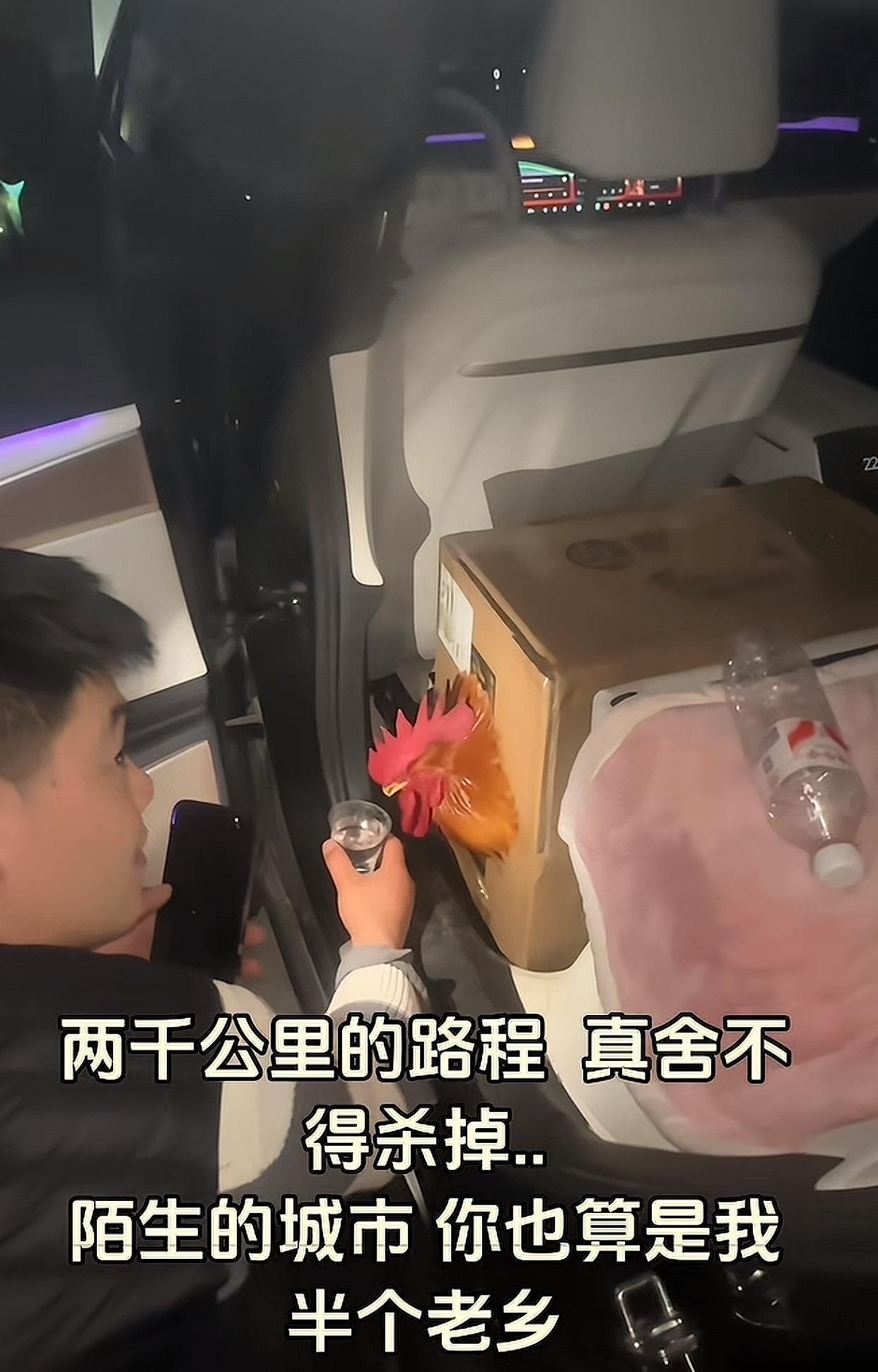 万物皆有灵！
女子过年回老家，父母把家里养了三年多的大公鸡让她带走，她不忍心辜负